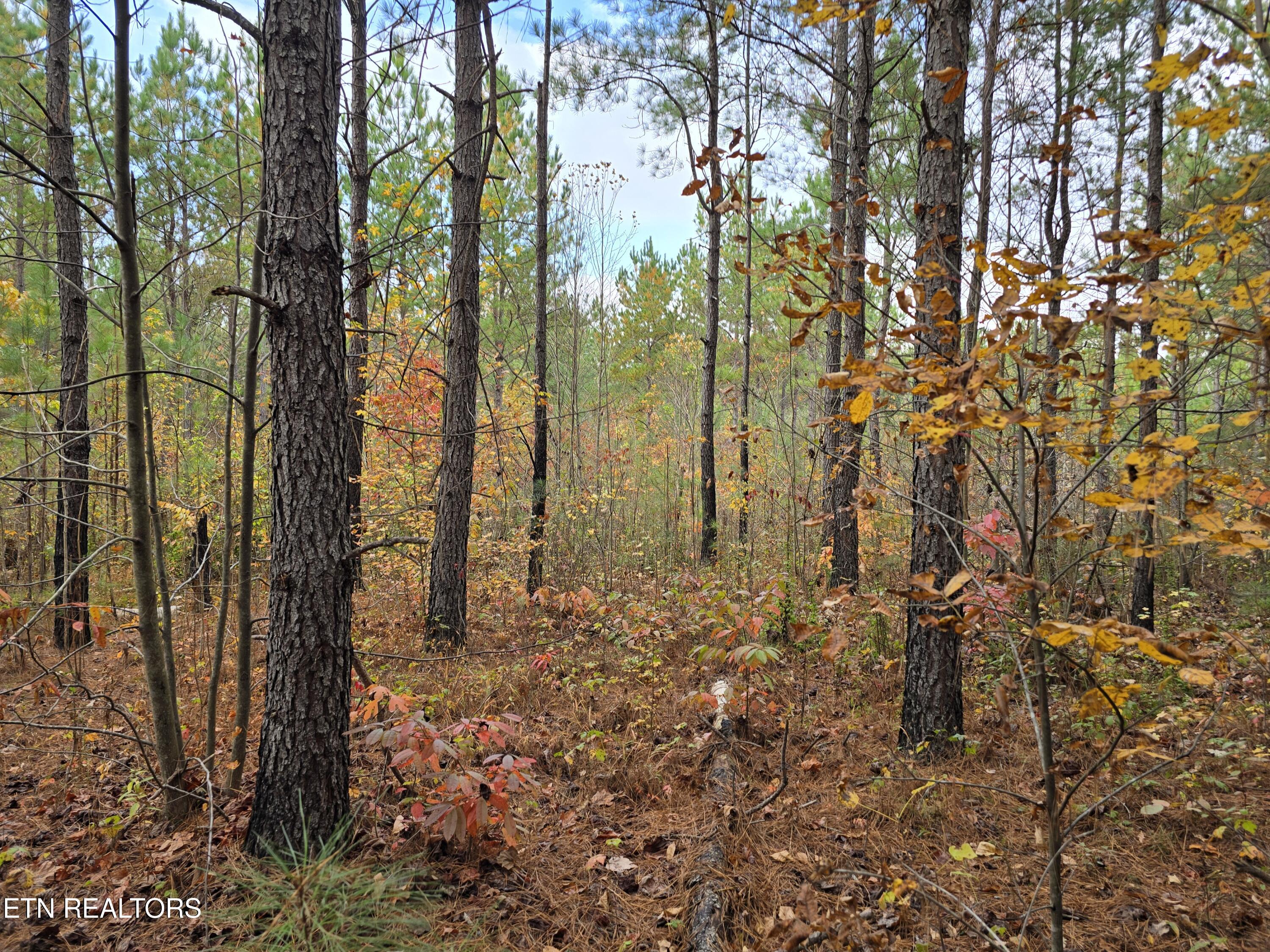 Lot 5 West Robbins Road Robbins, TN 37852 - Photo 3 of 7 Lot 5 Holly Woods (3)