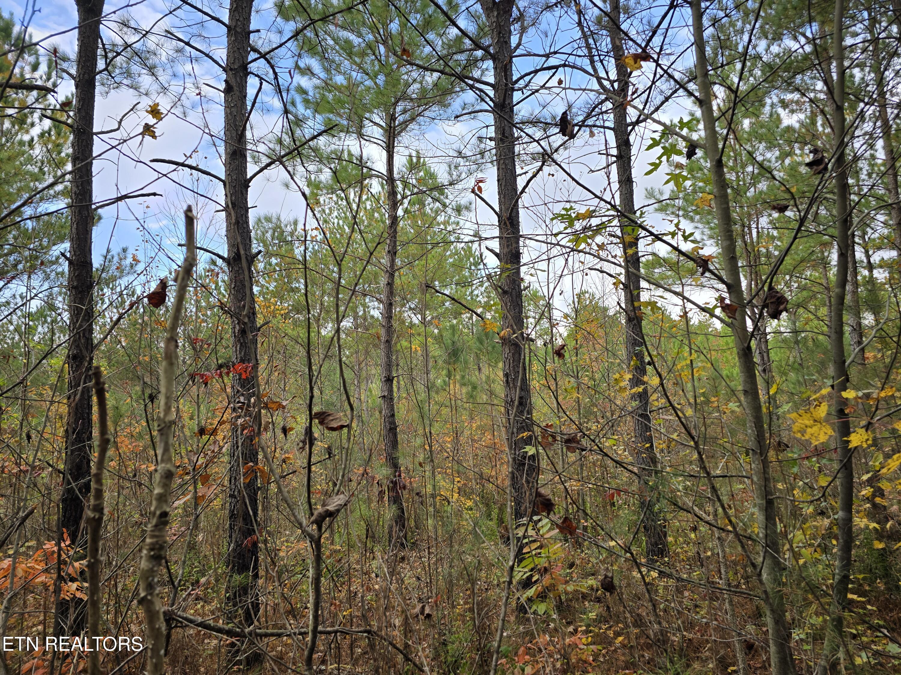Lot 5 West Robbins Road Robbins, TN 37852 - Photo 4 of 7 Lot 5 Holly Woods (5)