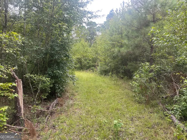 a view of a yard with plants and large trees