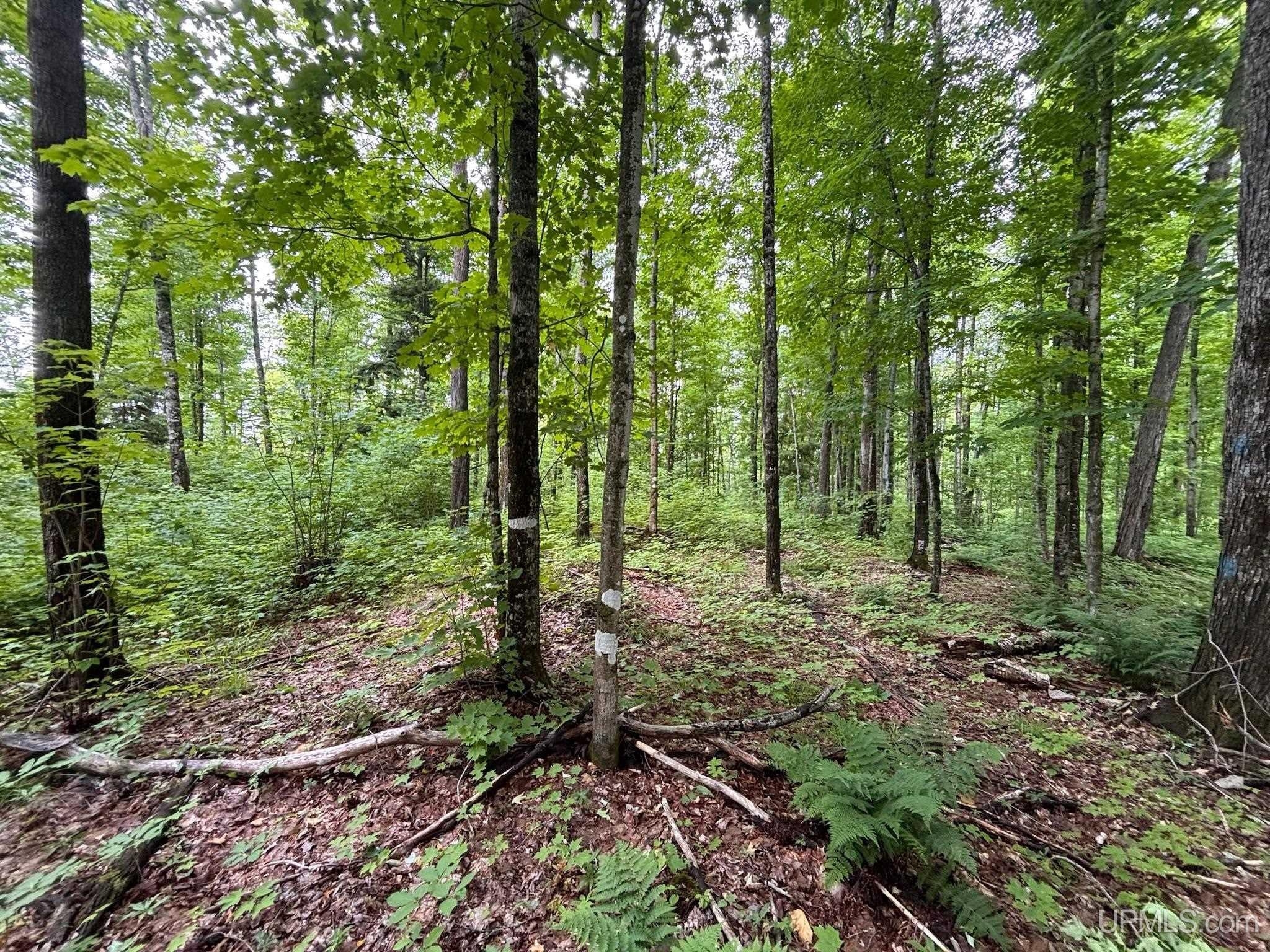 Tbd Beartown Road Baraga, MI 49908 - Photo 25 of 36 Gallery Image 25