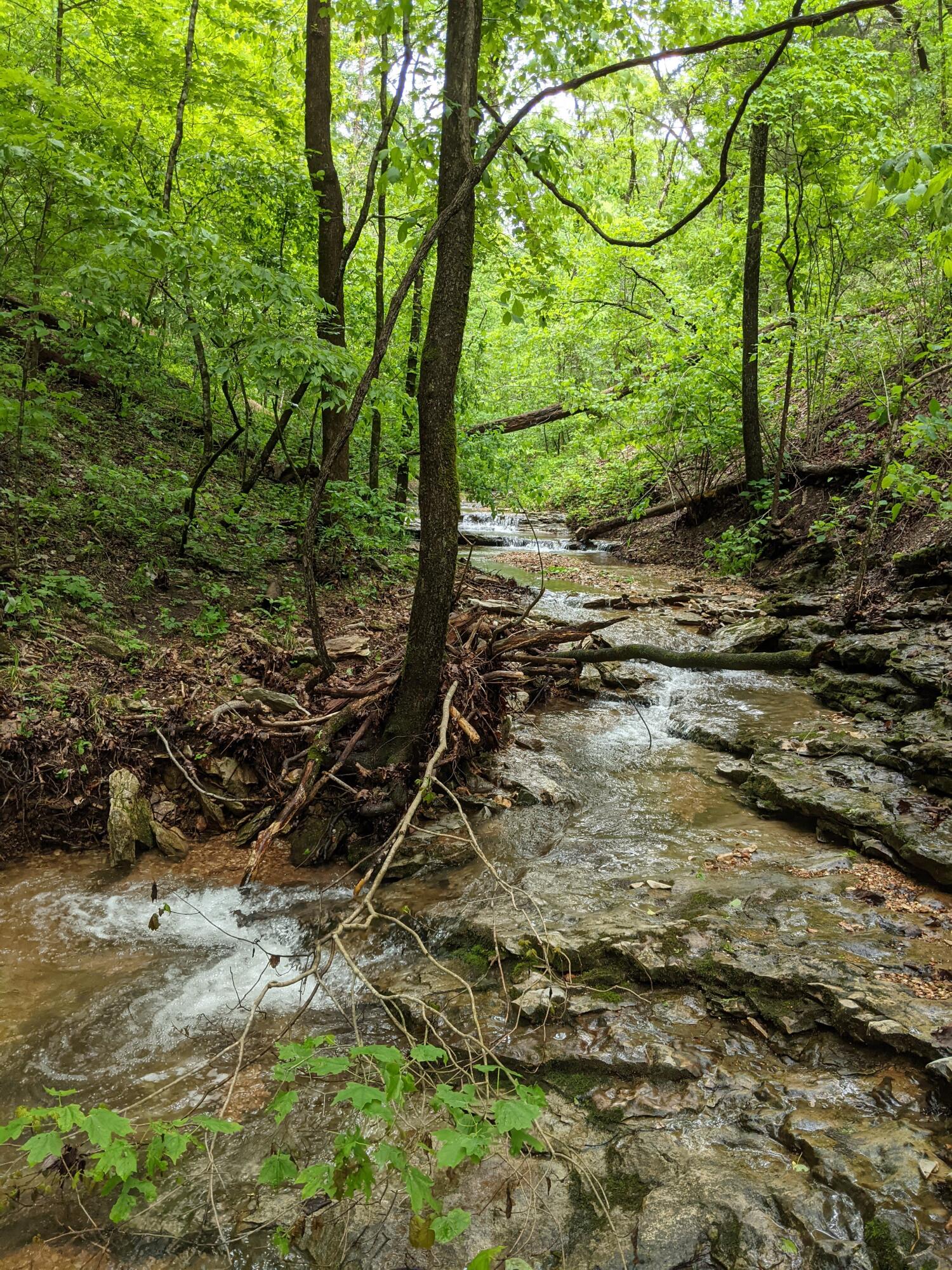 0 Coyote Ridge Road Cassville, MO 65625 - Photo 11 of 36 PXL_20210522_175952162.MP