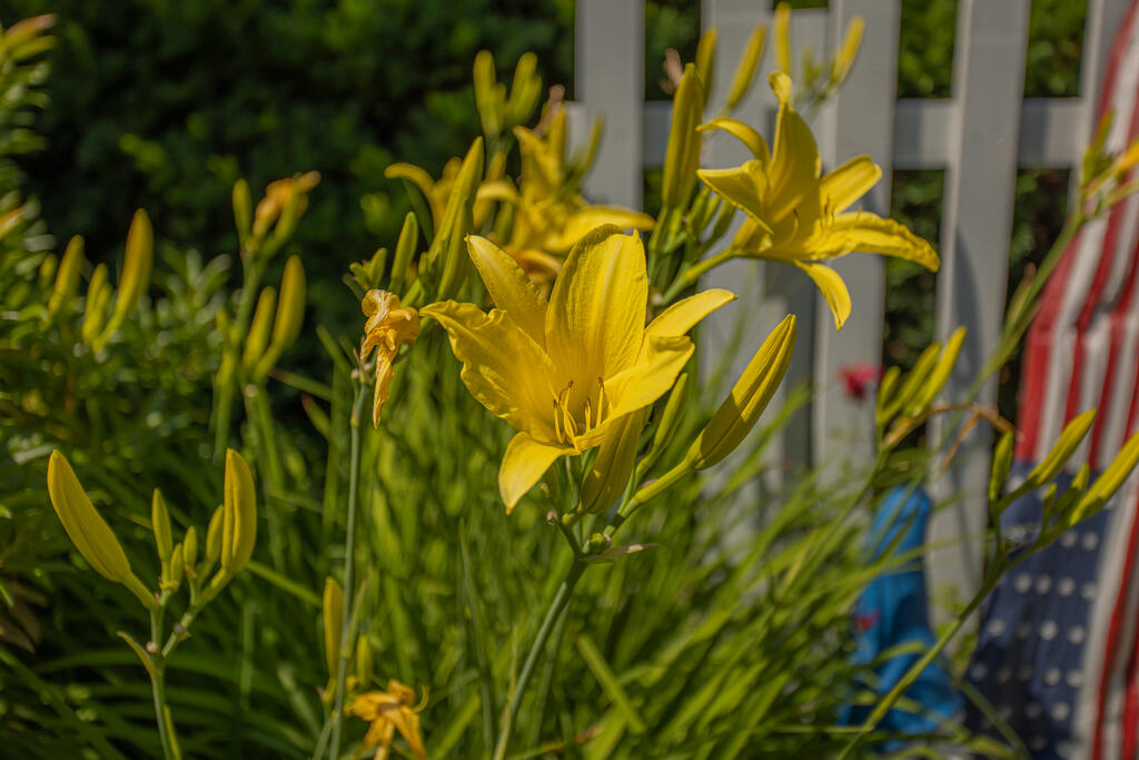 824 Fairbanks Road Farmington, ME 04938 - Photo 65 of 79 Flowers