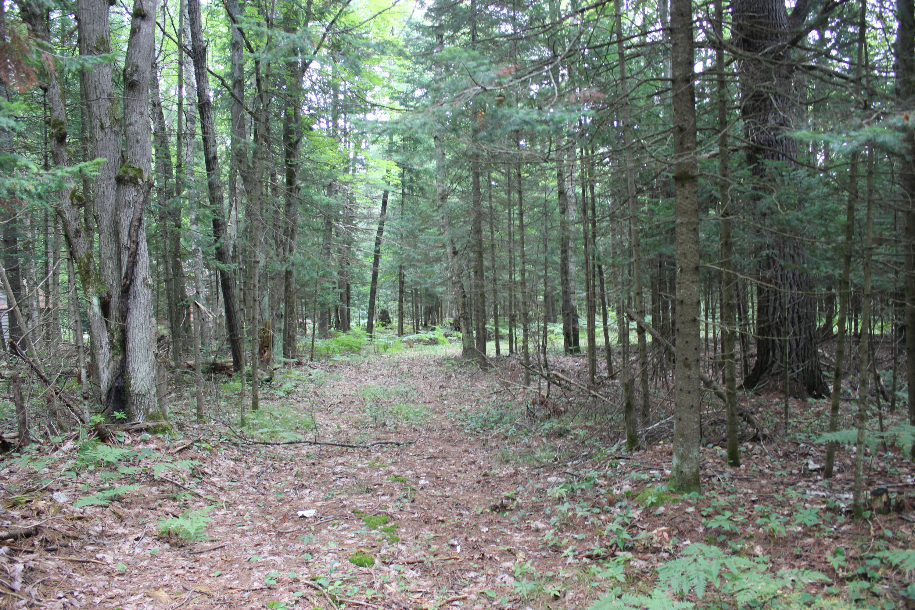 Snoopy Lane Frederic, MI 49733 - Photo 12 of 28 Gallery Image 12