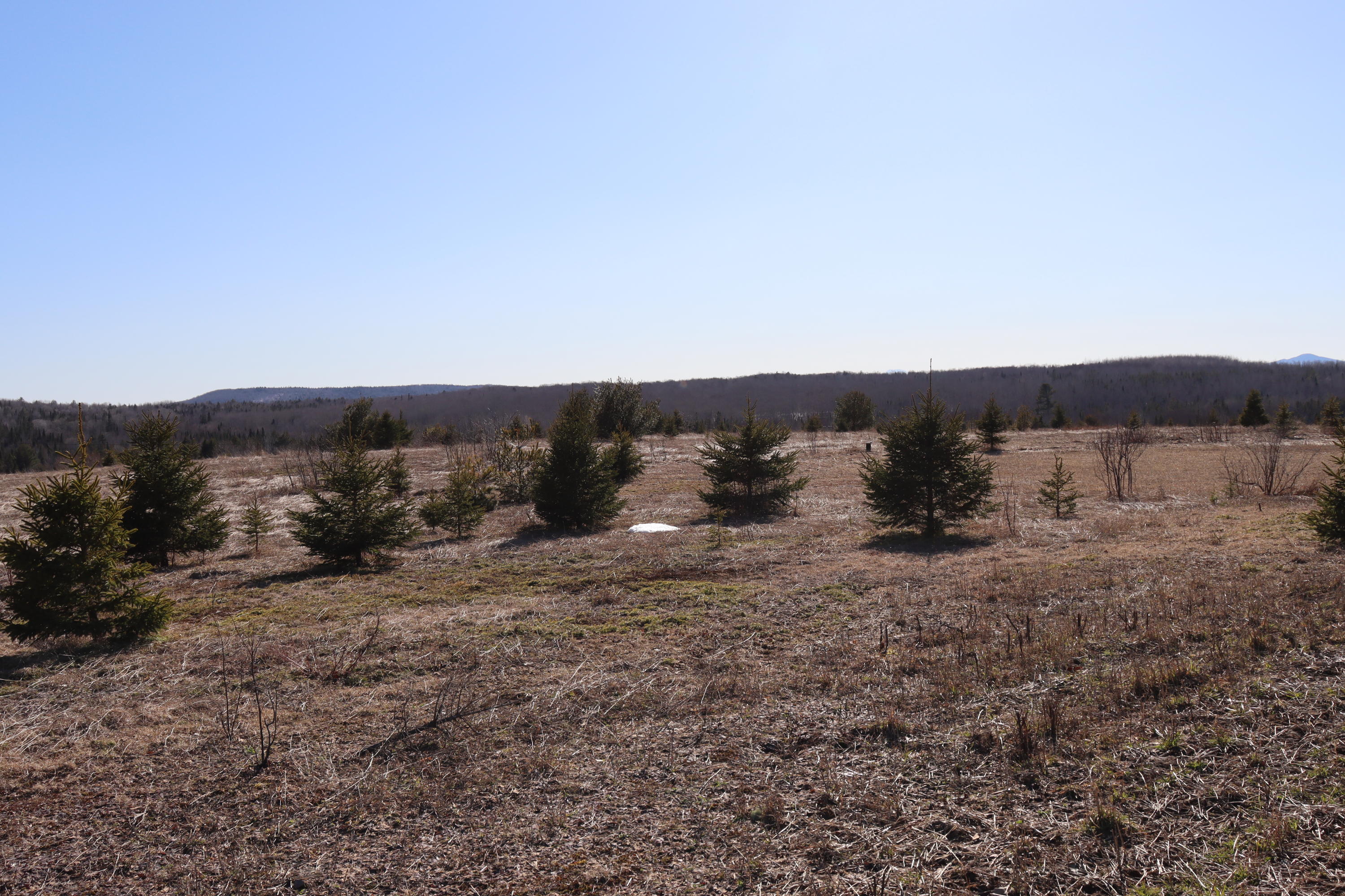 212 Merrill Me 04780 Merrill, ME 04780 - Photo 10 of 23 Back of lot looking south