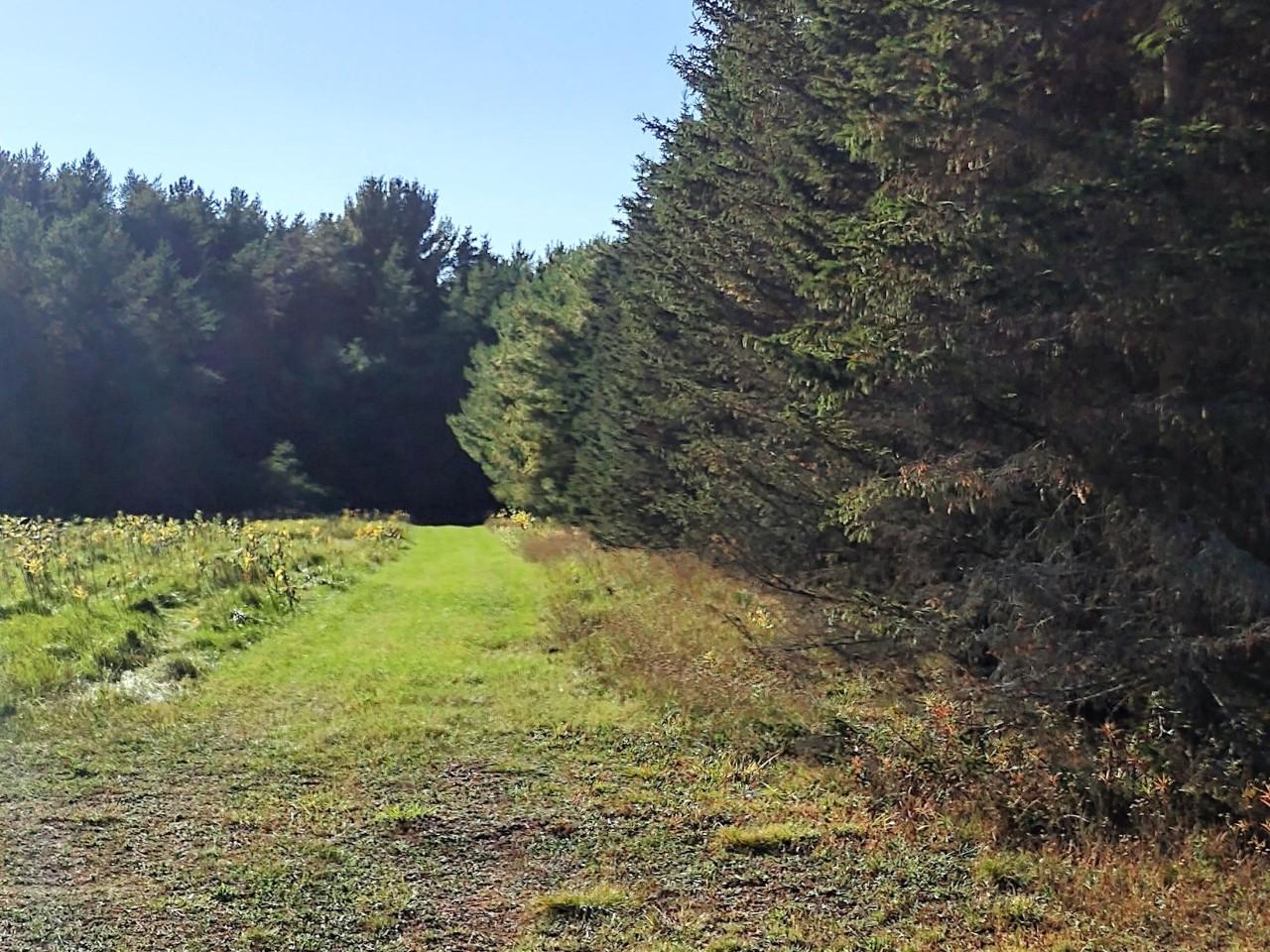 On Limber Lost Road Rhinelander, WI 54501 - Photo 4 of 13 Gallery Image 4