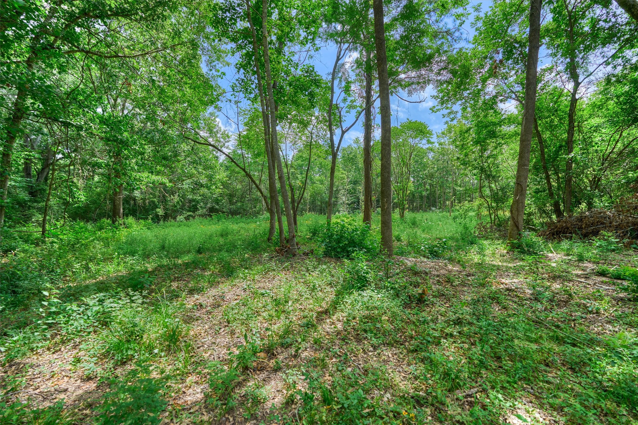 Tract C Tract C Sharp View Road Montgomery, TX 77356 - Photo 12 of 13 a view of a lush green forest