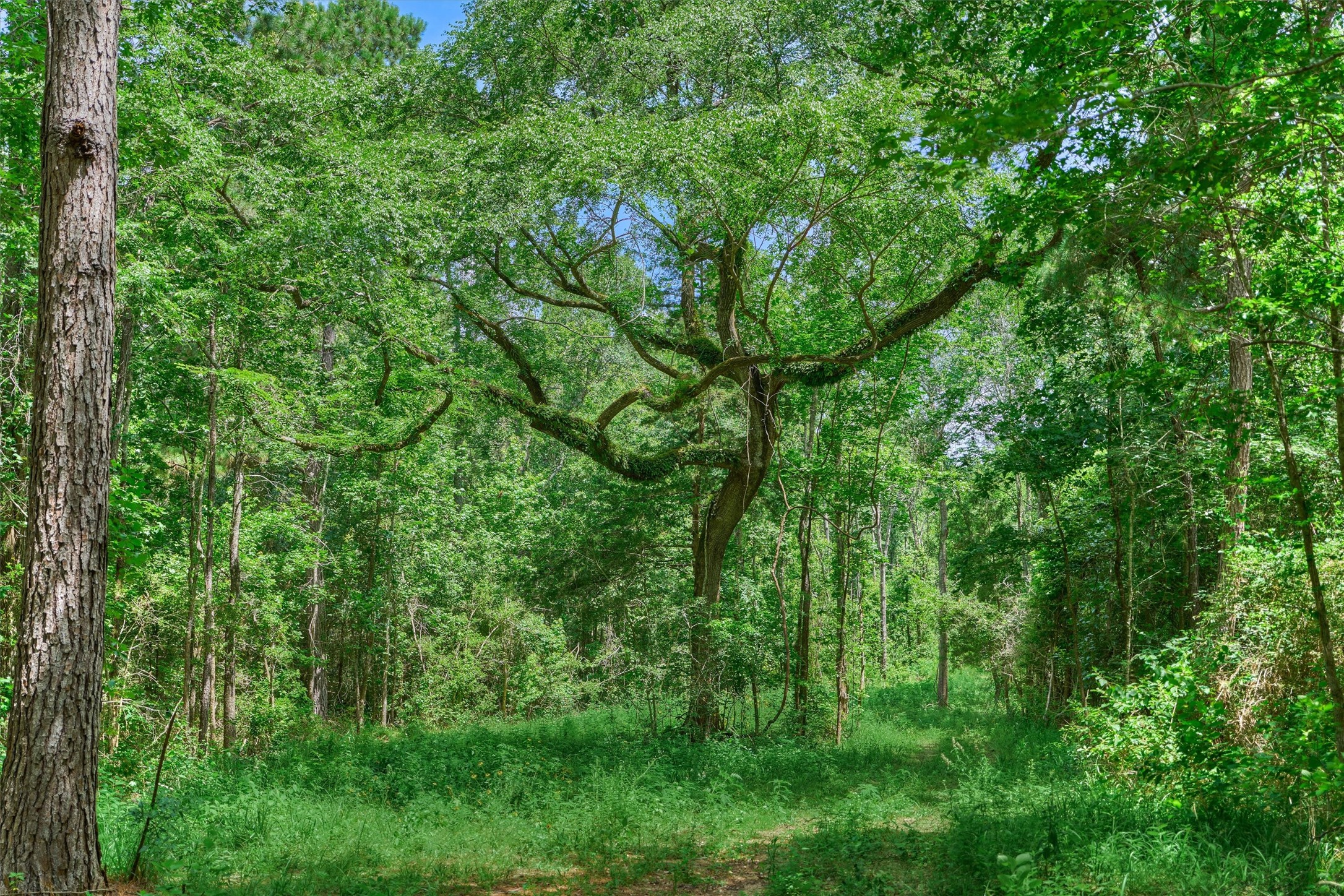 Tract C Tract C Sharp View Road Montgomery, TX 77356 - Photo 3 of 13 a view of a lush green forest