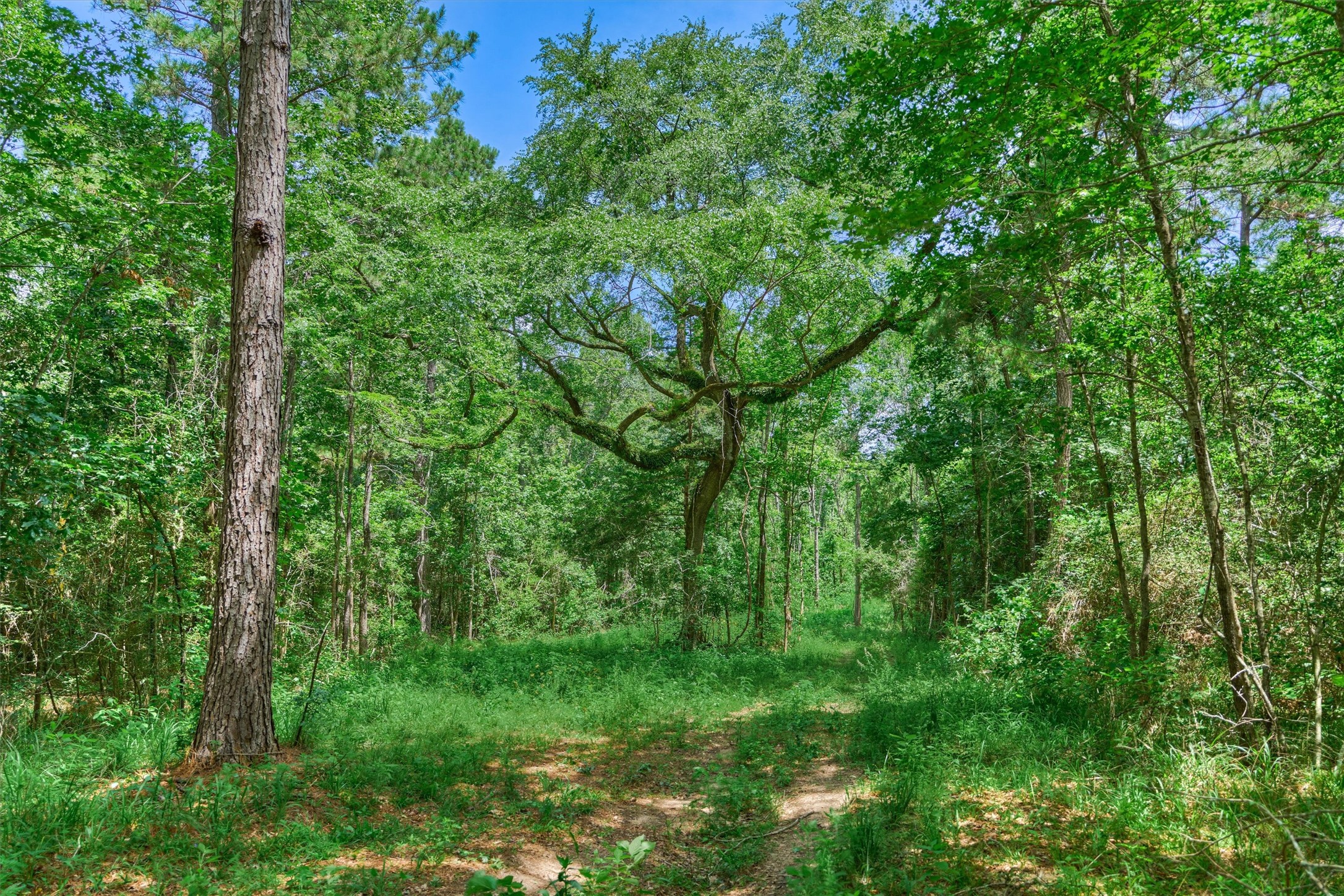 Tract C Tract C Sharp View Road Montgomery, TX 77356 - Photo 6 of 13 a view of a lush green forest