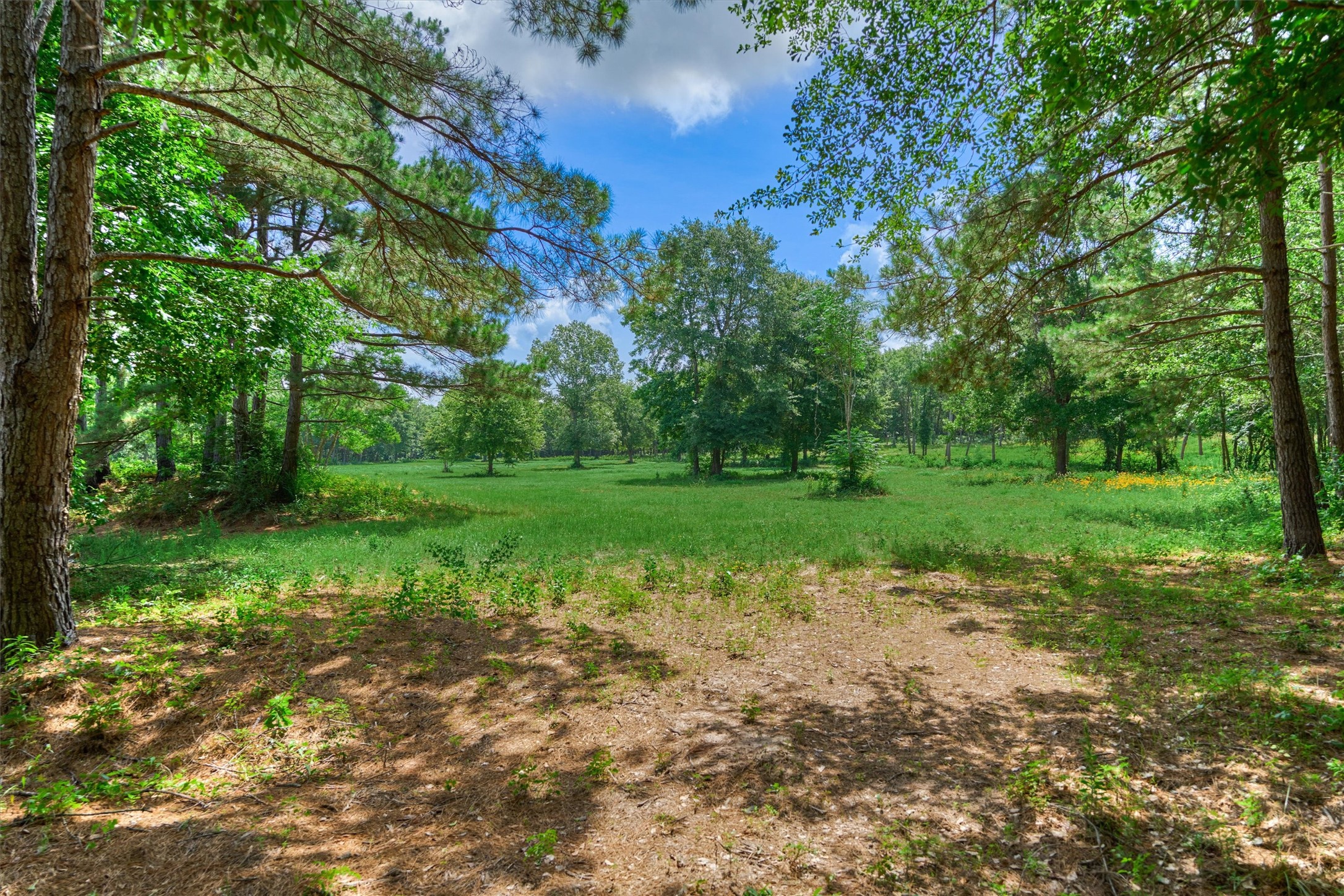 Tract C Tract C Sharp View Road Montgomery, TX 77356 - Photo 7 of 13 a view of a trees with a yard