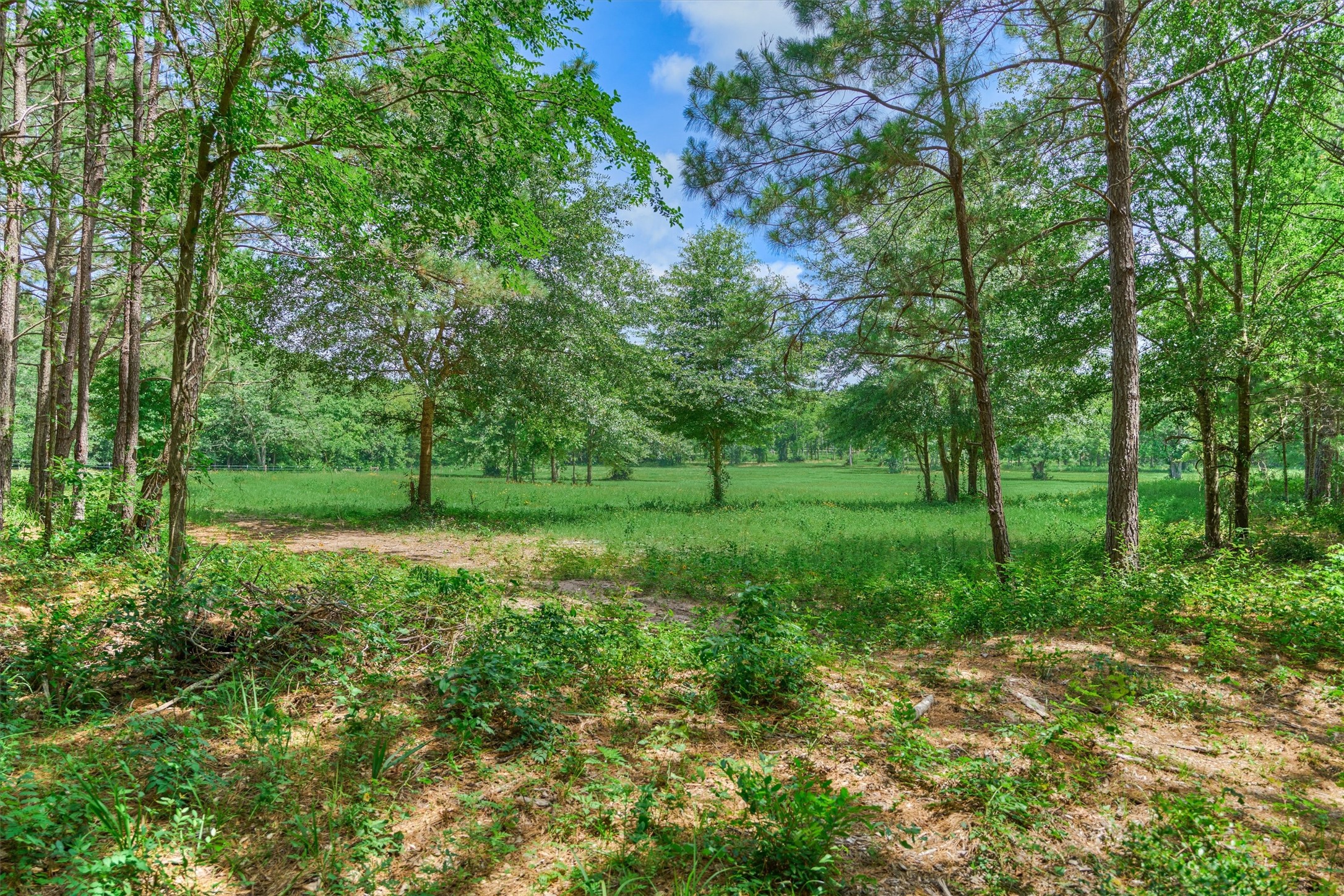 Tract C Tract C Sharp View Road Montgomery, TX 77356 - Photo 8 of 13 a view of a green field with lots of bushes