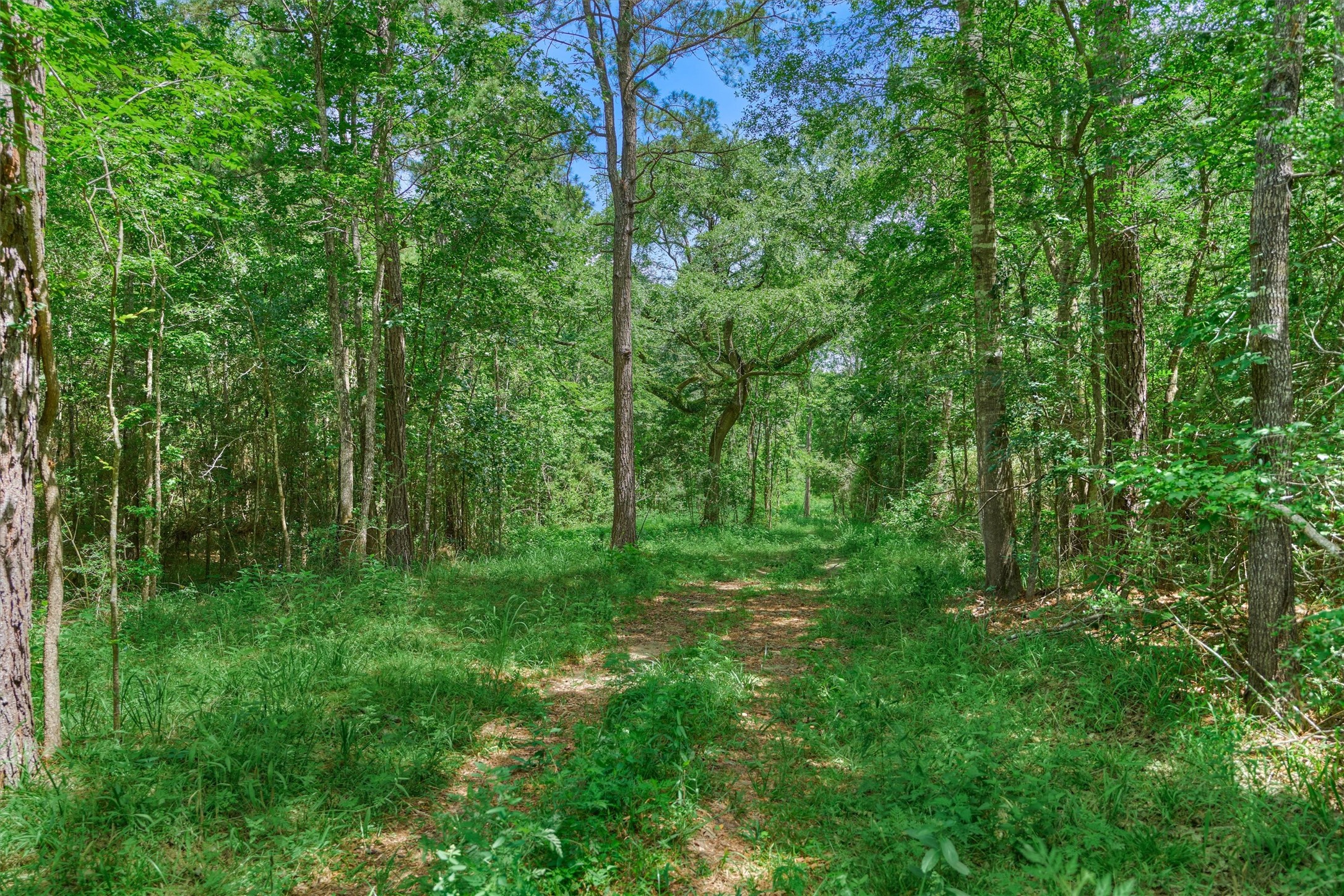 Tract C Tract C Sharp View Road Montgomery, TX 77356 - Photo 9 of 13 a view of a lush green forest