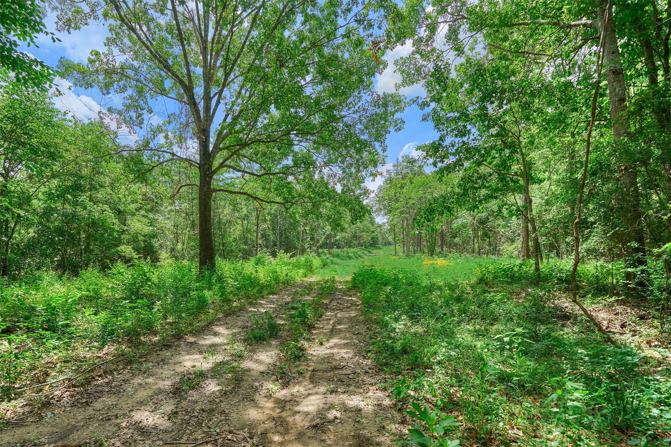 Tract C Tract C Sharp View Road Montgomery, TX 77356 - Photo 10 of 13 a view of a lush green forest