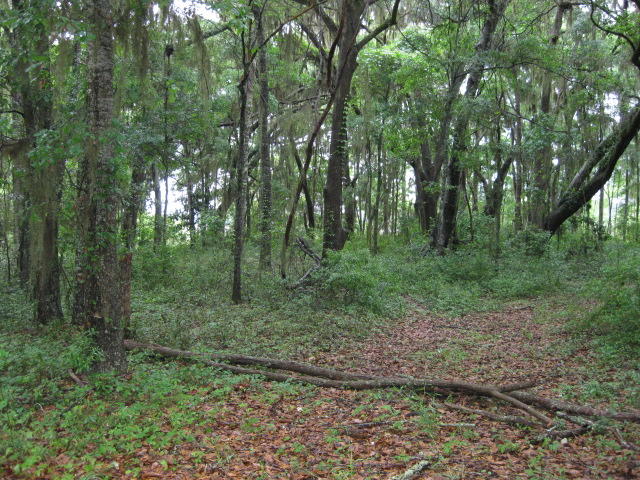 10 Chisolm Plantation Road Edisto Island, SC 29438 - Photo 16 of 28 10 Middleton (3)