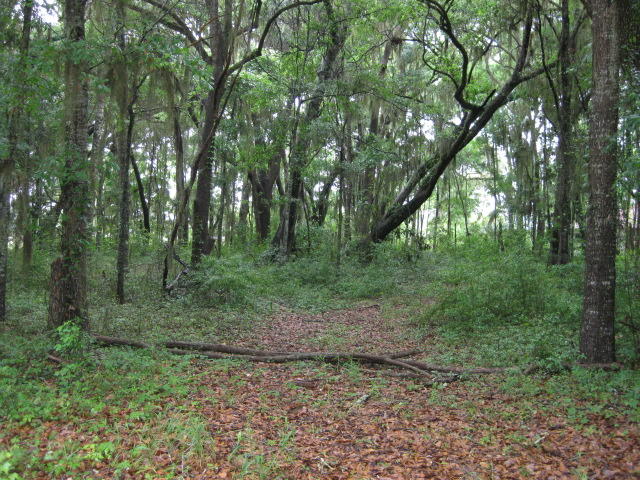 10 Chisolm Plantation Road Edisto Island, SC 29438 - Photo 17 of 28 10 Middleton (2)
