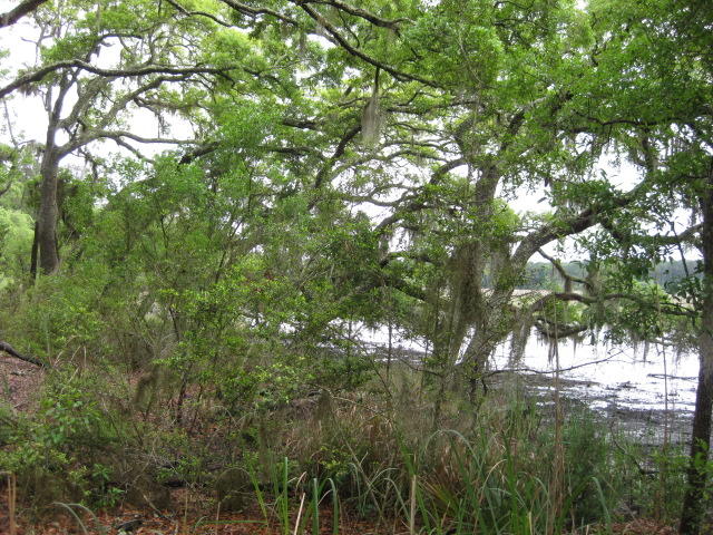 10 Chisolm Plantation Road Edisto Island, SC 29438 - Photo 20 of 28 10 Middleton (7)