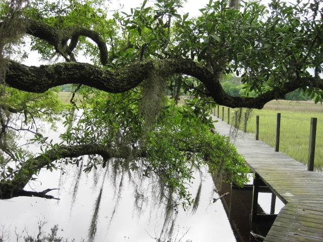 10 Chisolm Plantation Road Edisto Island, SC 29438 - Photo 22 of 28 10 Middleton (9)