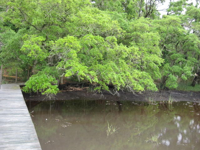 10 Chisolm Plantation Road Edisto Island, SC 29438 - Photo 25 of 28 10 Middleton (11)