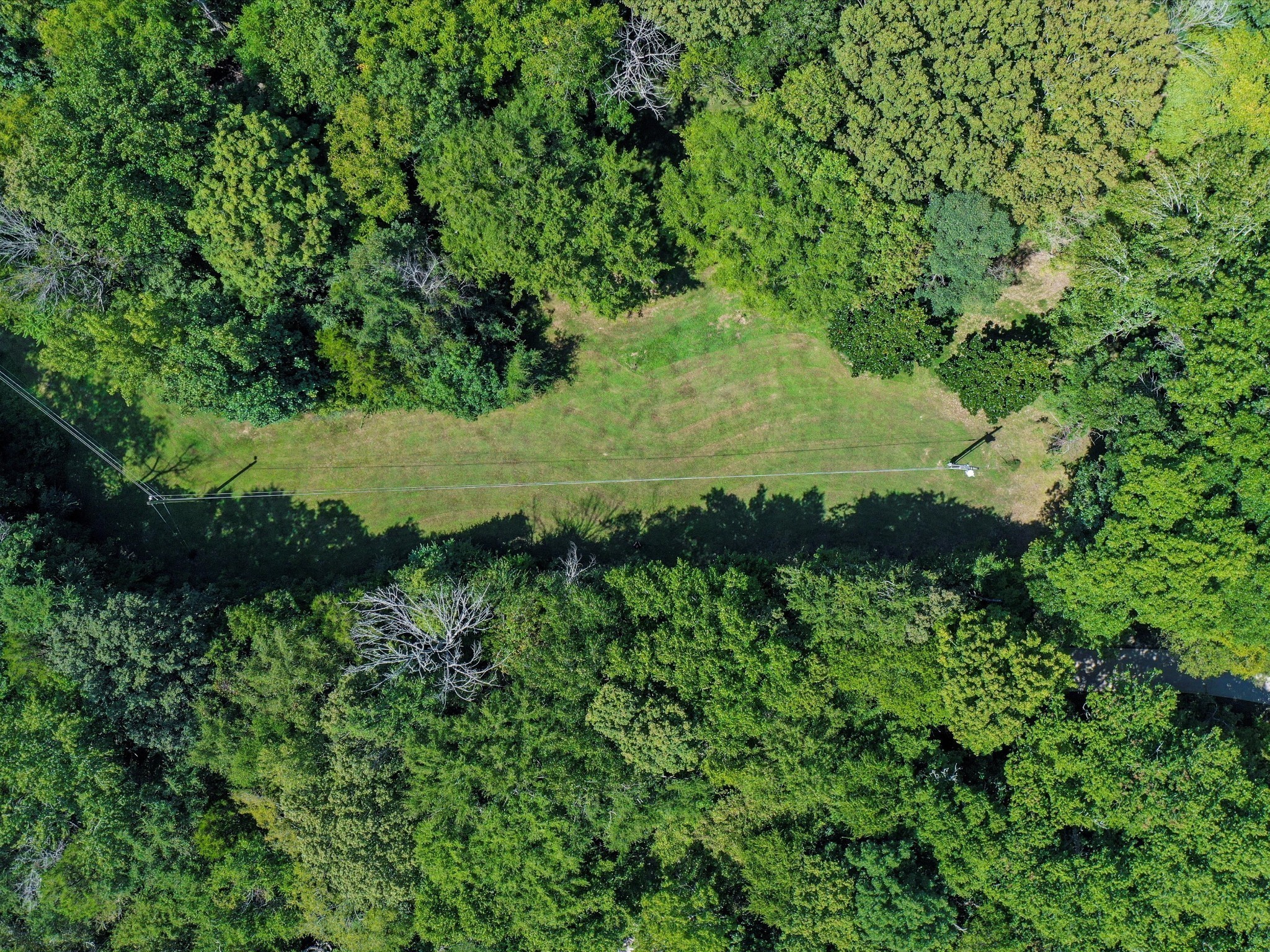 6480 Peytonsville-Arno Road College Grove, TN 37046 - Photo 85 of 96 a view of a lush green forest with lots of trees