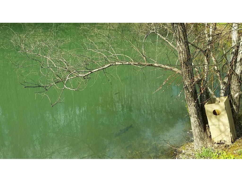 220 Lawing Road Chuckey, TN 37641 - Photo 2 of 24 Stocked Fish Pond