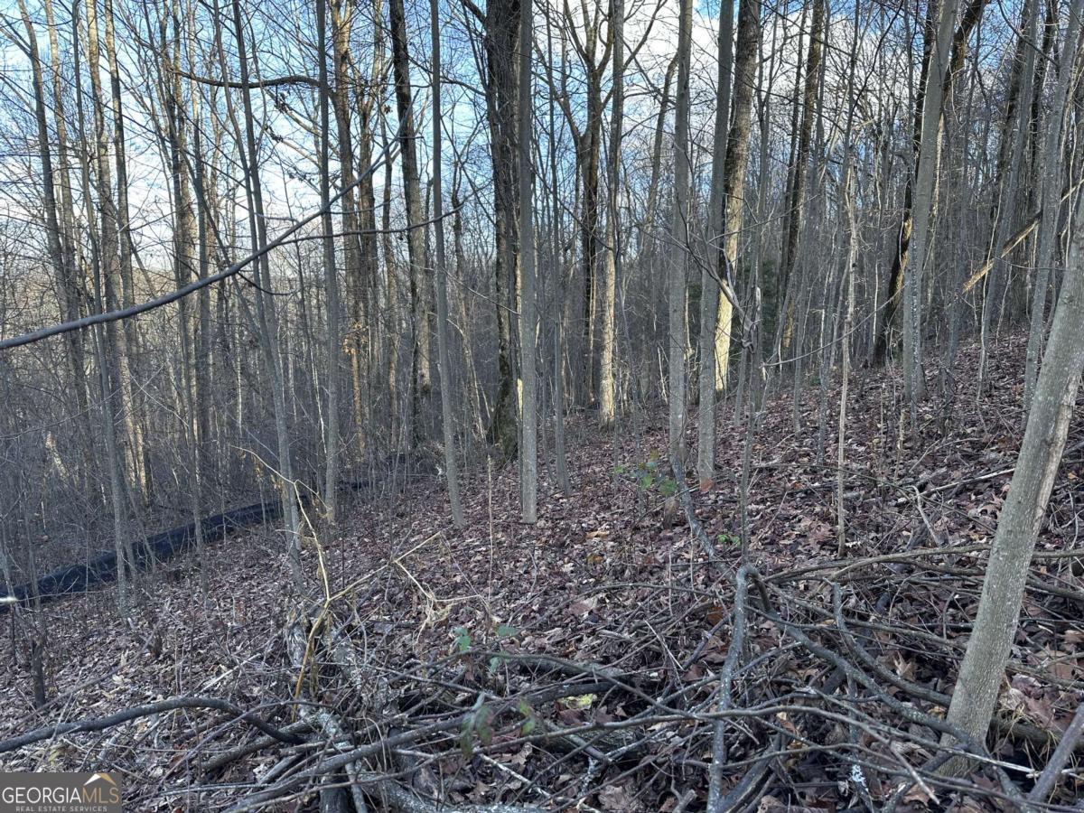 281 Andes Ridge Talking Rock, GA 30175 - Photo 21 of 27 a view of a yard with large trees