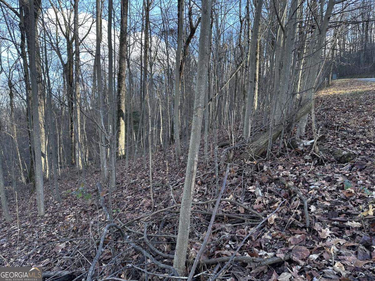 281 Andes Ridge Talking Rock, GA 30175 - Photo 22 of 27 a view of a yard with large trees