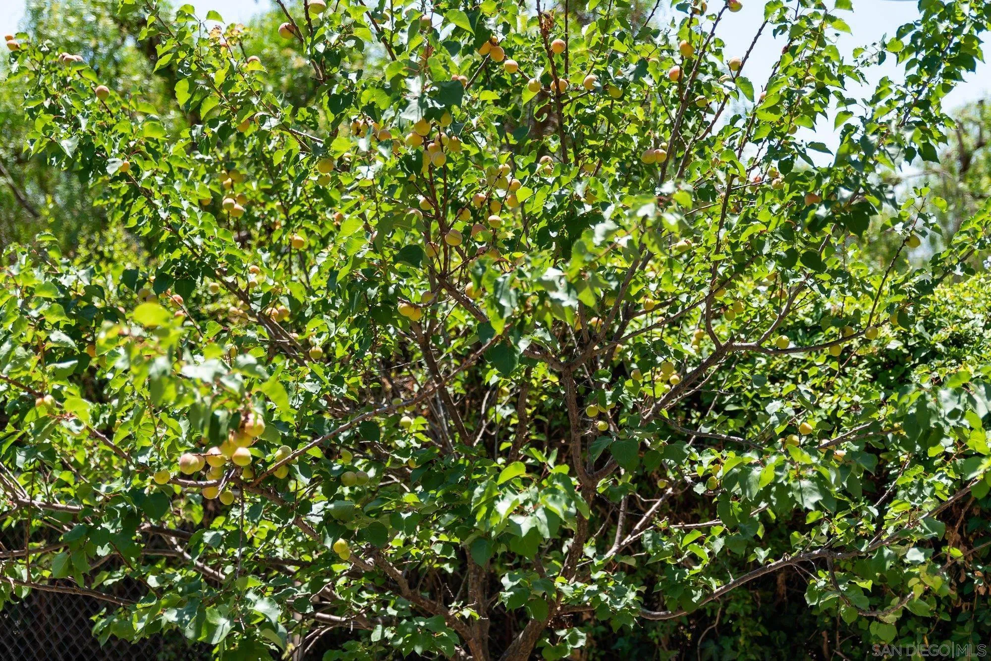 4361 Valle Drive La Mesa, CA 91941 - Photo 55 of 67 a view of a tree