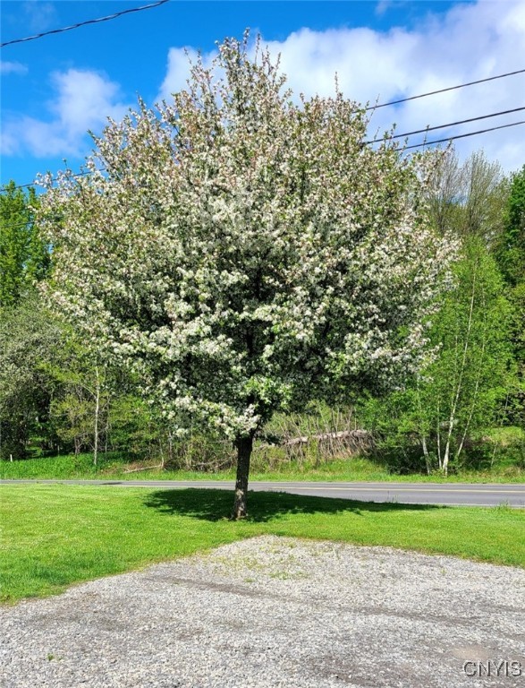 105 County Rte 4 Hastings, NY 13036 - Photo 29 of 46 Crabapple tree
