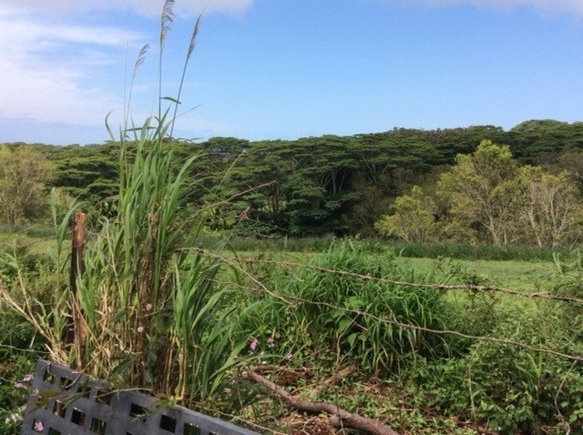 Lae Road Kalaheo, HI 96741 - Photo 8 of 17 a view of a field