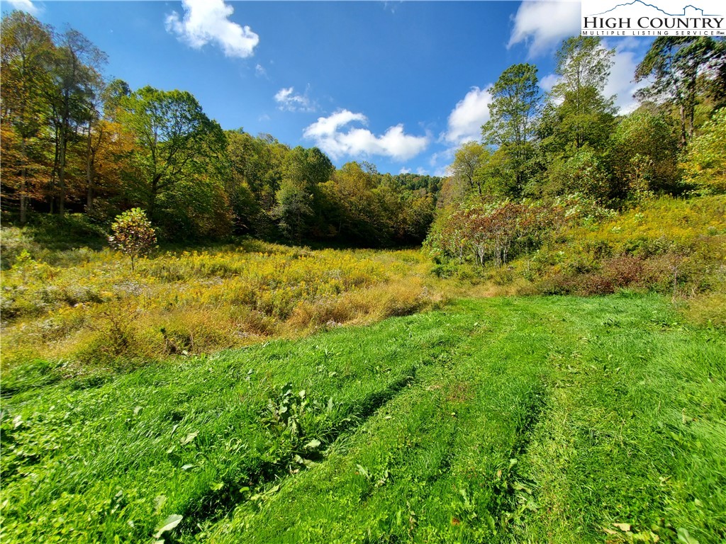 1411 Cabbage Creek Road Creston, NC 28615 - Photo 34 of 41 a view of a yard with plants and large trees