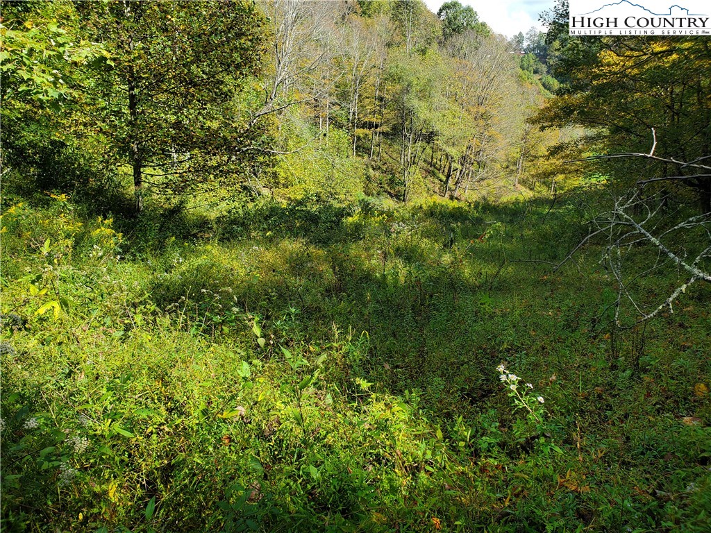 1411 Cabbage Creek Road Creston, NC 28615 - Photo 35 of 41 a view of a yard