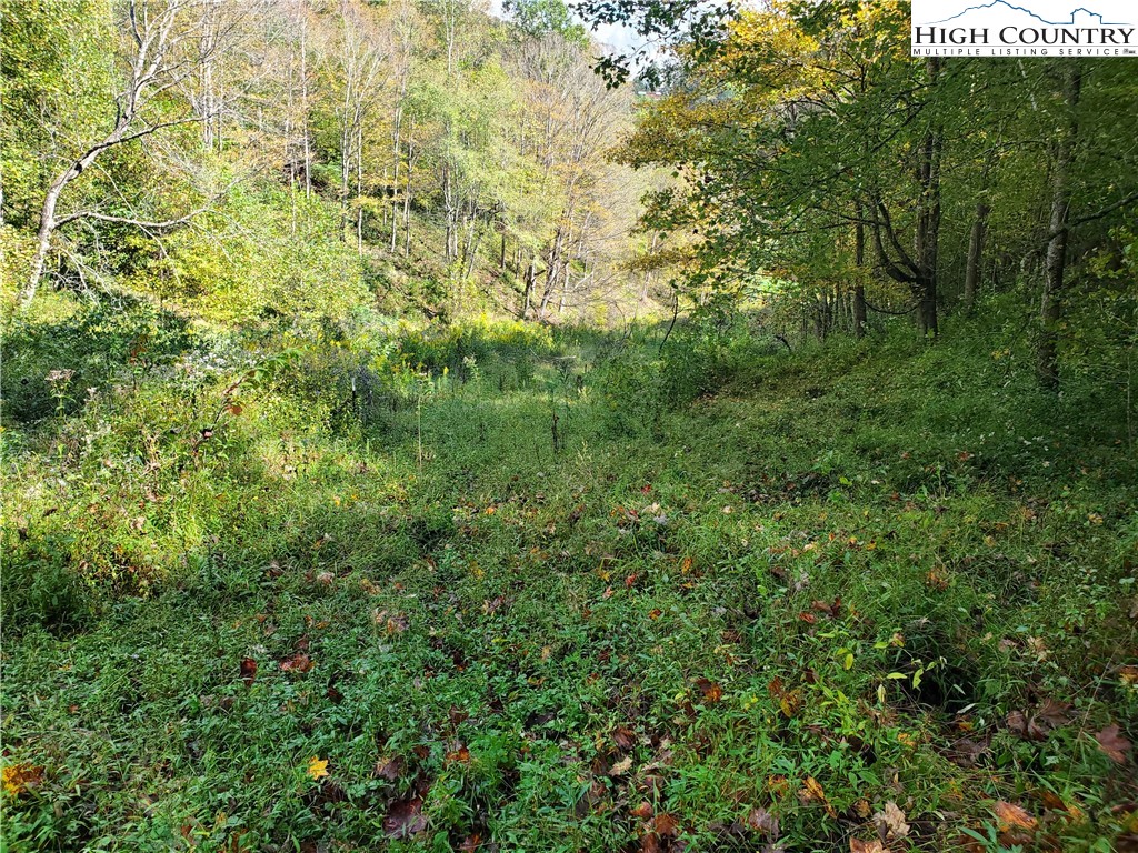 1411 Cabbage Creek Road Creston, NC 28615 - Photo 36 of 41 a view of a lush green forest