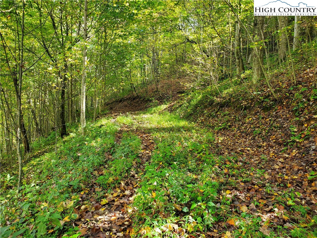 1411 Cabbage Creek Road Creston, NC 28615 - Photo 37 of 41 a view of a lush green forest