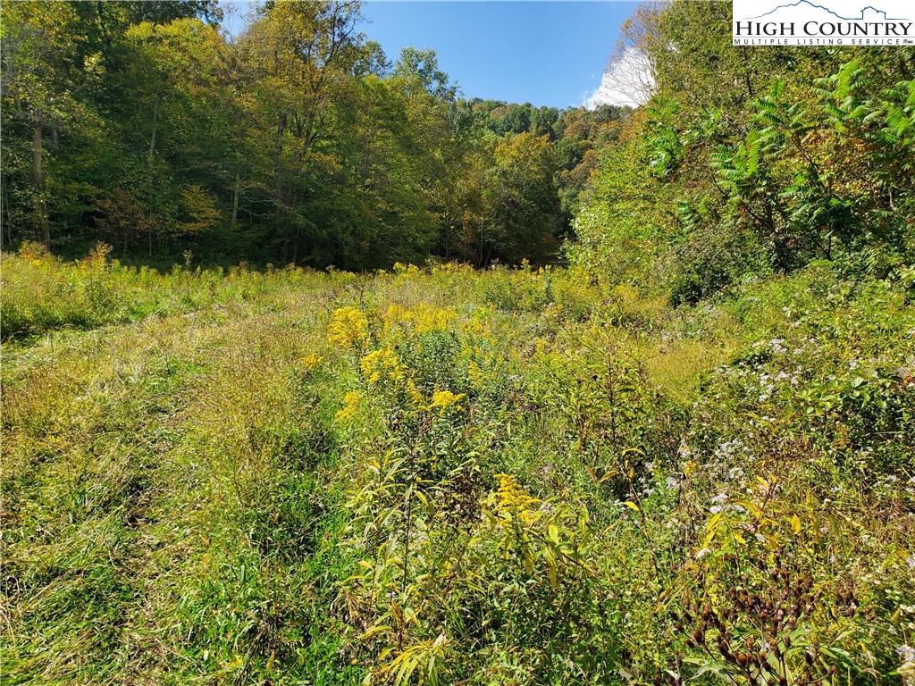 1411 Cabbage Creek Road Creston, NC 28615 - Photo 38 of 41 a view of a large yard with plants and large trees