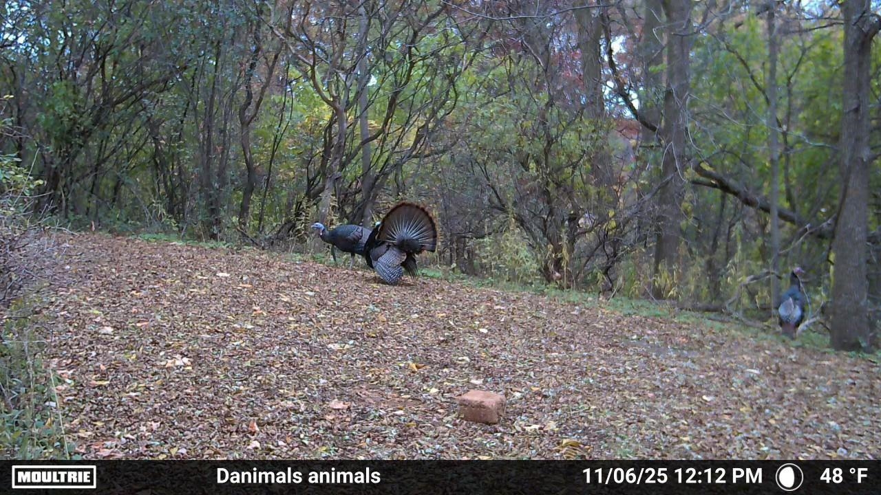 2780 Humboldt Road Green Bay, WI 54311 - Photo 49 of 51