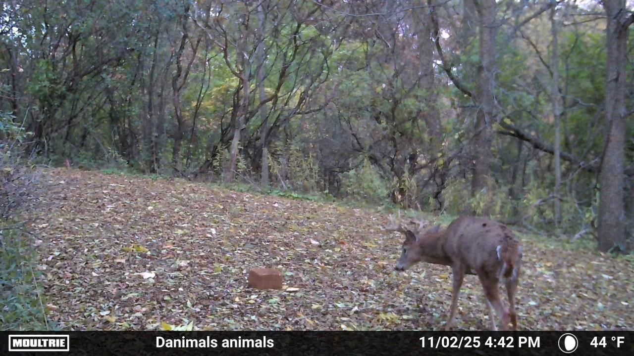 2780 Humboldt Road Green Bay, WI 54311 - Photo 50 of 51