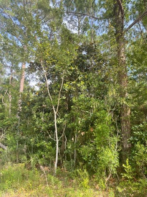 Lot 10 Churchill Bayou Road Santa Rosa Beach, FL 32459 - Photo 3 of 11 a picture of a tree