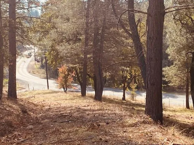 a view of empty trees with snow