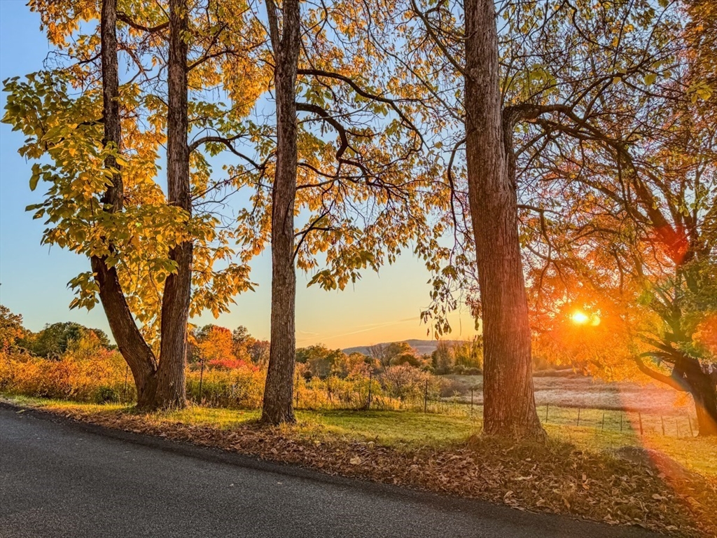 a view of a road with large trees