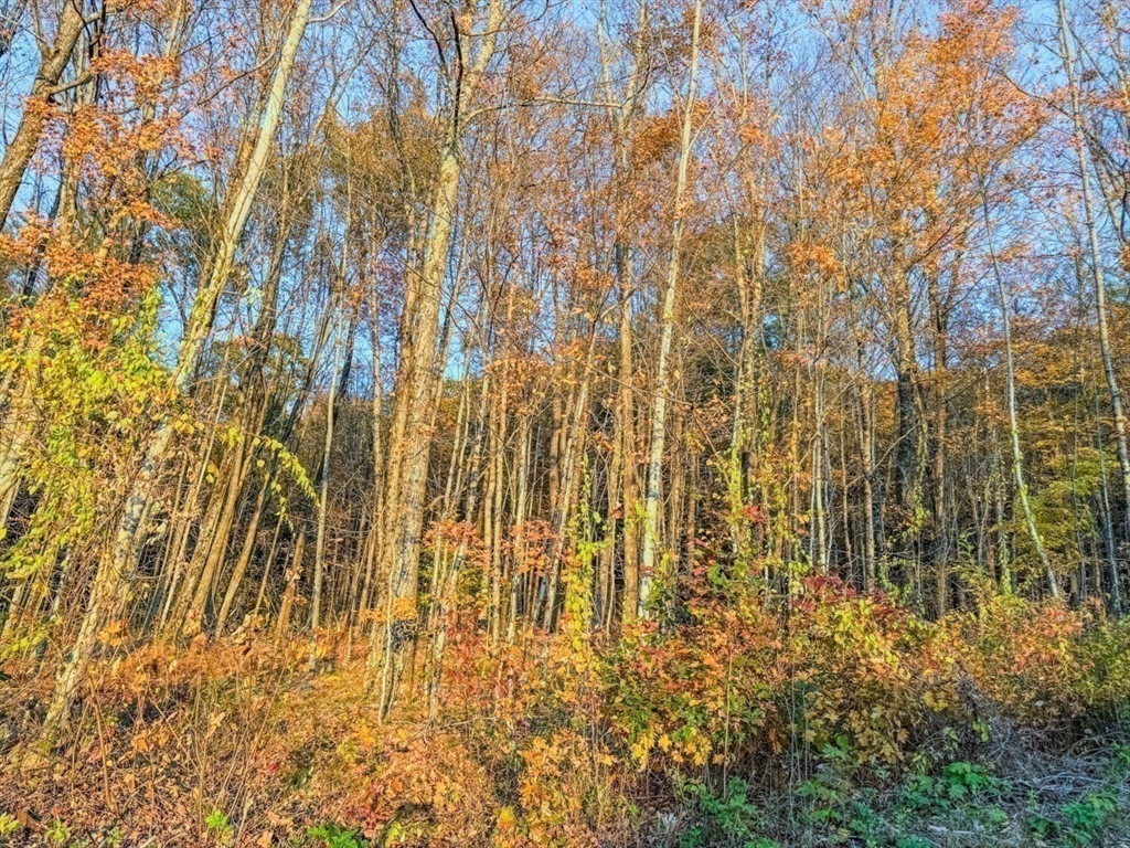90 South Mountain Road Northfield, MA 01360 - Photo 11 of 22 a close view of shower curtain