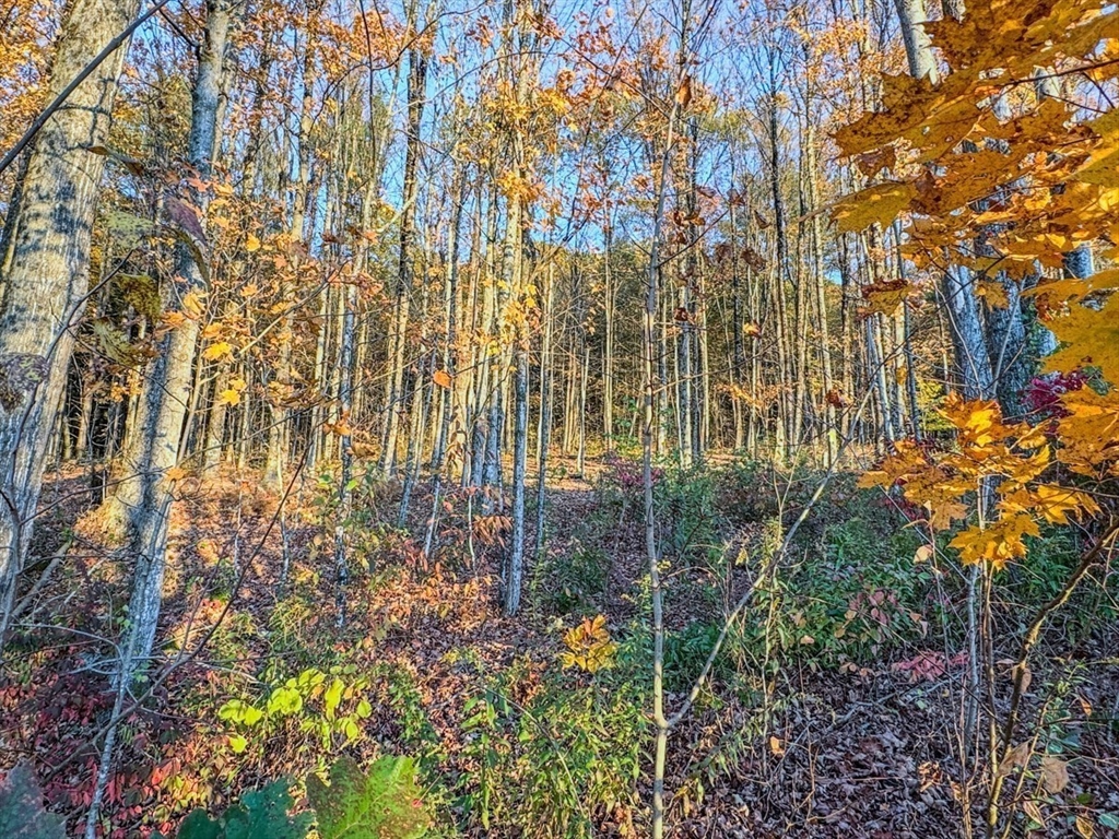 90 South Mountain Road Northfield, MA 01360 - Photo 12 of 22 a view of garden