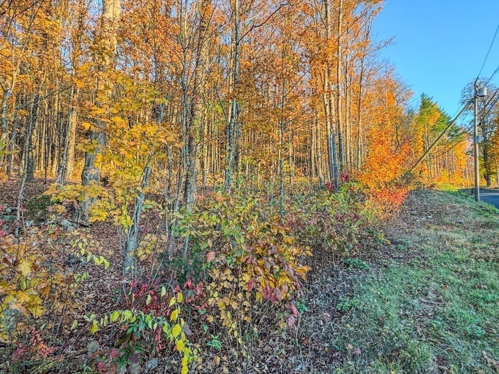 90 South Mountain Road Northfield, MA 01360 - Photo 6 of 22 a view of a yard with plants and trees
