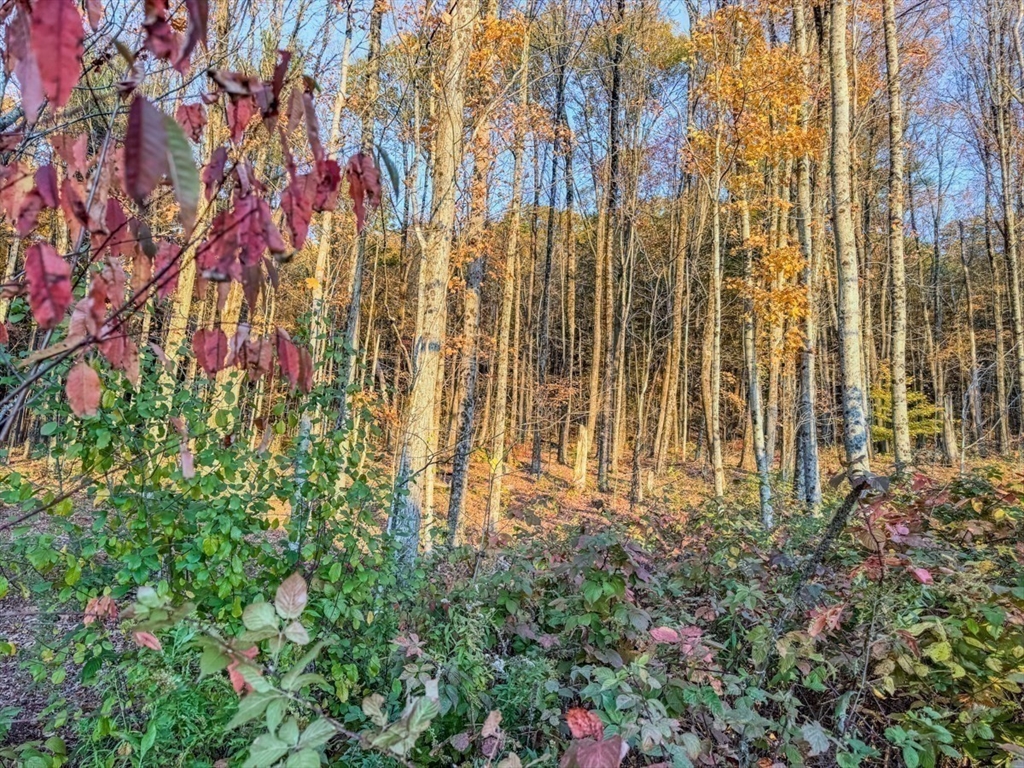 90 South Mountain Road Northfield, MA 01360 - Photo 9 of 22 a close up of a plant in a garden