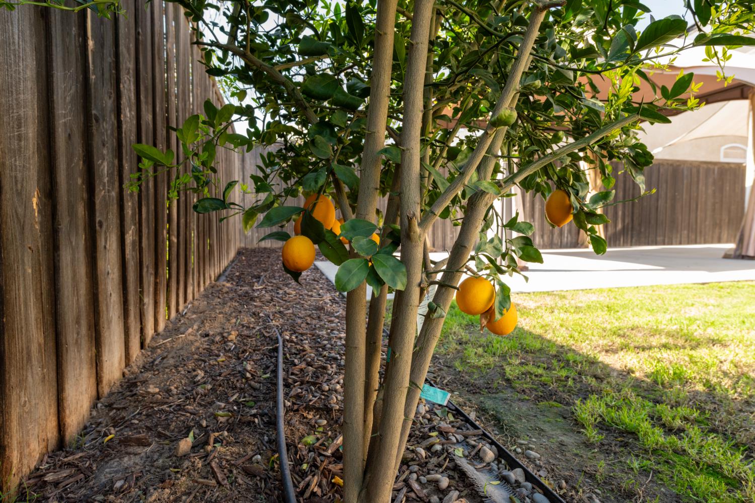 6525 East Raco Avenue Fresno, CA 93727 - Photo 23 of 27 a view of a yard with plants and trees