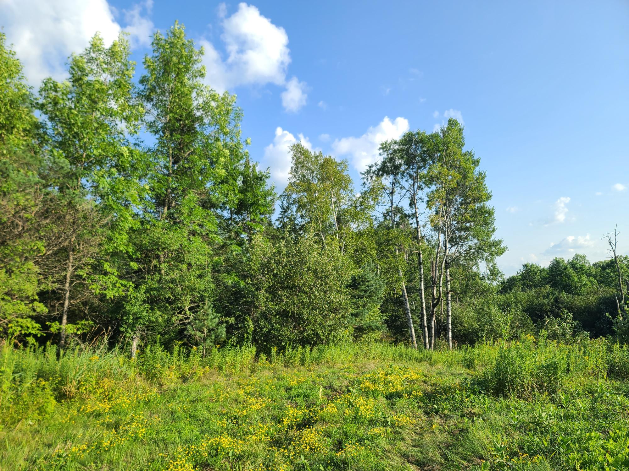 On Woodlawn Road, Unit 80ACRES Kennan, WI 54537 - Photo 3 of 26 Gallery Image 3