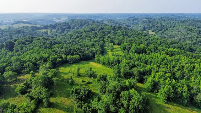 a view of a lush green forest with trees and some houses