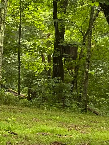 a view of a small yard