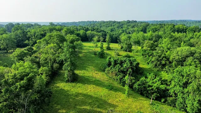 a view of a lush green forest with lots of trees
