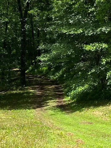 a view of a lush green forest