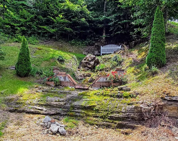 a view of a garden with plants