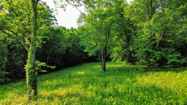 a backyard of a house with lots of green space